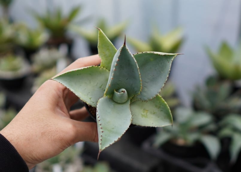 アガベ　ドラゴントゥース　クレスト　綴化2頭個体　縞斑 アガベ ドラゴントゥース クレスト 綴化2頭個体 縞斑 アガベ ドラゴン