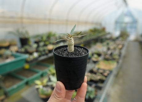 パキポディウム　グラキリス　 Pachypodium Gracilius  No.3