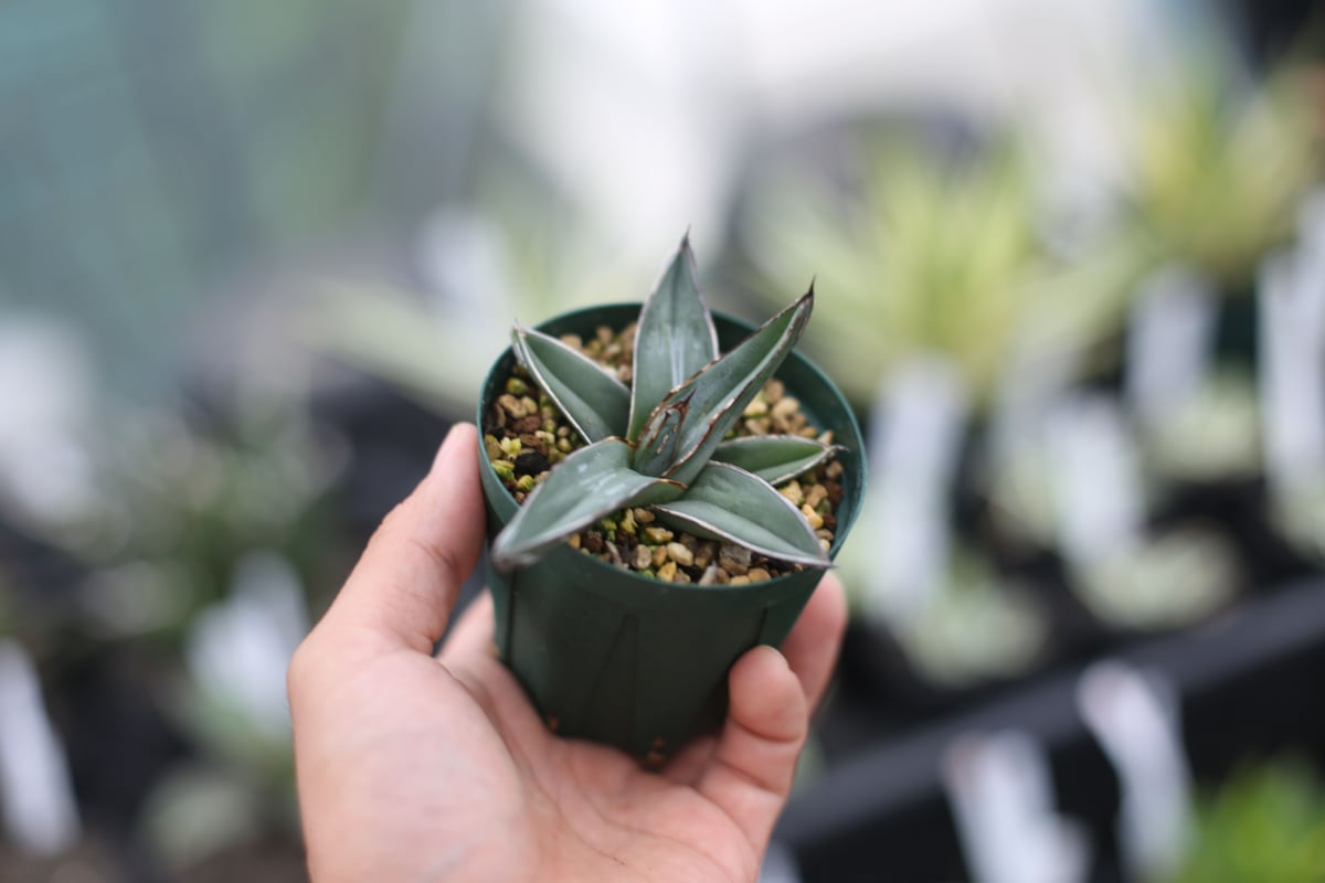 のまのま2025　アガベ　笹吹雪　10号鉢つき　特大株36センチ のまのま2025 アガベ 笹吹雪 10号鉢つき 特大株36センチ アガベ 笹吹雪