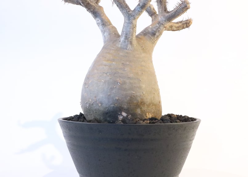 パキポディウム グラキリス No.122 | mana's farm:塊根植物