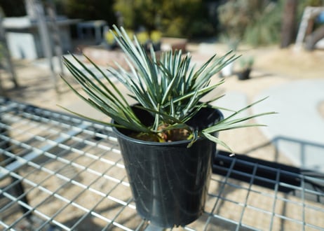 チャメロプス　セリフェラ 　Chamaerops humilis var. Cerifera  No.2