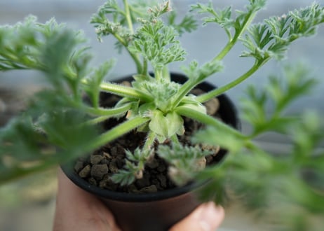 ペラルゴニウム　アッペンディクラツム　Pelargonium appendiculatum　C15