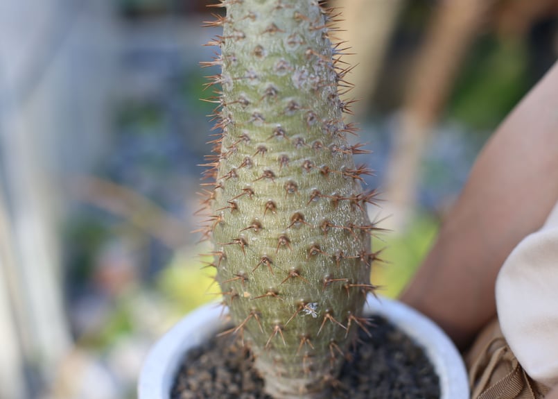 パキポディウム ラモスム | mana's farm:塊根植物・アガベ・ドライ