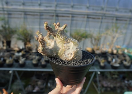 パキポディウム　マカイエンセ　Pachypodium makayense  No.1