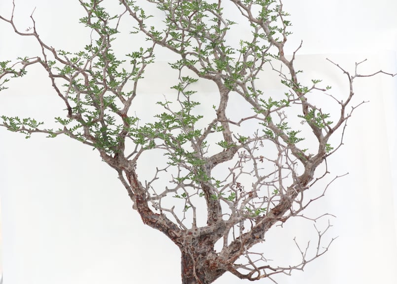 コミフォラ モンストローサ | mana's farm:塊根植物・アガベ・ドライ