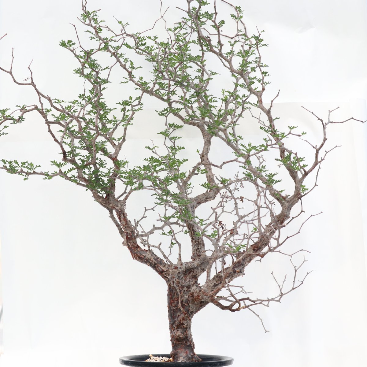 コミフォラモンストローサCommiphora monstrosa - 植物/観葉植物