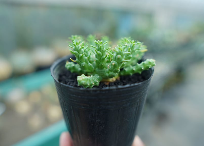 ユーフォルビア　ゴルゴニス ユーフォルビア・ゴルゴニス（Euphorbia gorgonis）の育て方