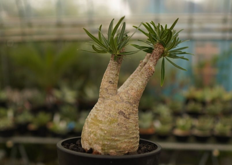 保存状態良好☆ Pachypodiuｍ パキポディウム グラキリス ベアルート ...