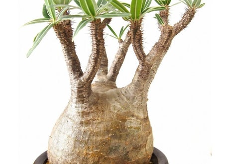 パキポディウム グラキリス Pachypodium Gracilius №1