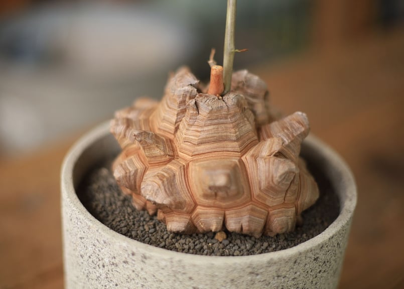 亀甲竜 実生 Dioscorea elephantipes 塊根植物 亀甲竜 dioscorea elephantipes 国内実生。 長谷川園芸さんの亀甲竜は