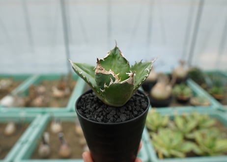 アガベ　チタノタ　白火焔　agave titanota white fire