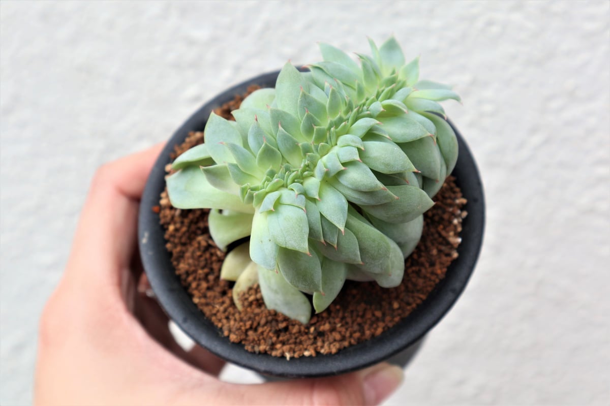 セクンダ マグダレナ錦 一つのみ 多肉植物 エケベリア （多肉植物 