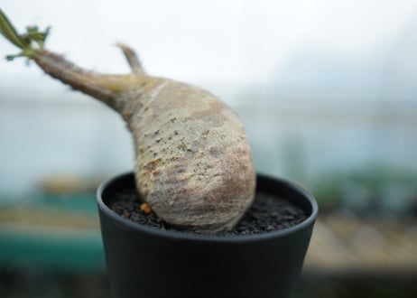 パキポディウム　グラキリス　 Pachypodium Gracilius  No.1