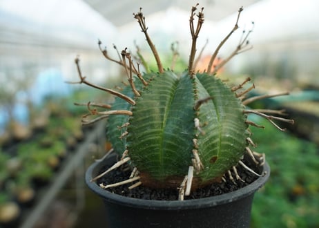 ユーフォルビア　スーパーバリダ　Euphorbia super valida  No.3