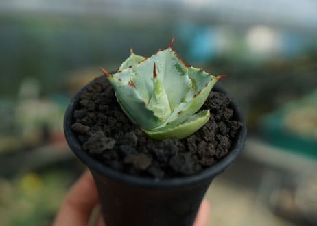 アガベ　兜蟹　Agave isthmensis “Kabutogani”　No.2