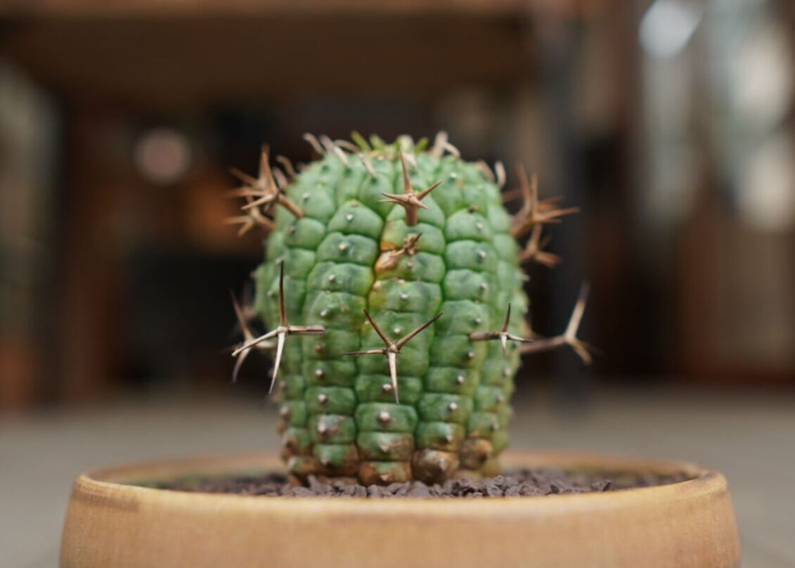 群星冠 ユーフォルビア 群星冠 Euphorbia stellispina | mana's farm