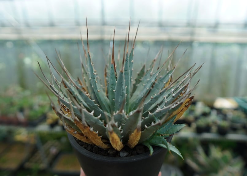 アガベ ユタエンシス Agave uthaensis No.5 | mana's farm:塊