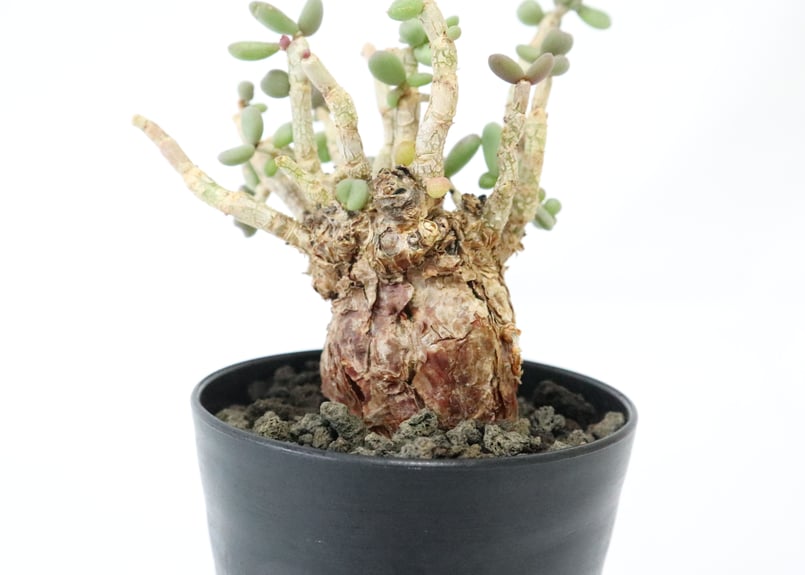 ケラリア ピグマエア | mana's farm:塊根植物・アガベ・ドライガーデン