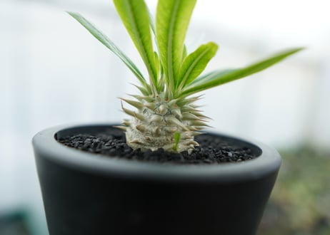 パキポディウム　恵比寿大黒　Pachypodium Densicaule　No.7