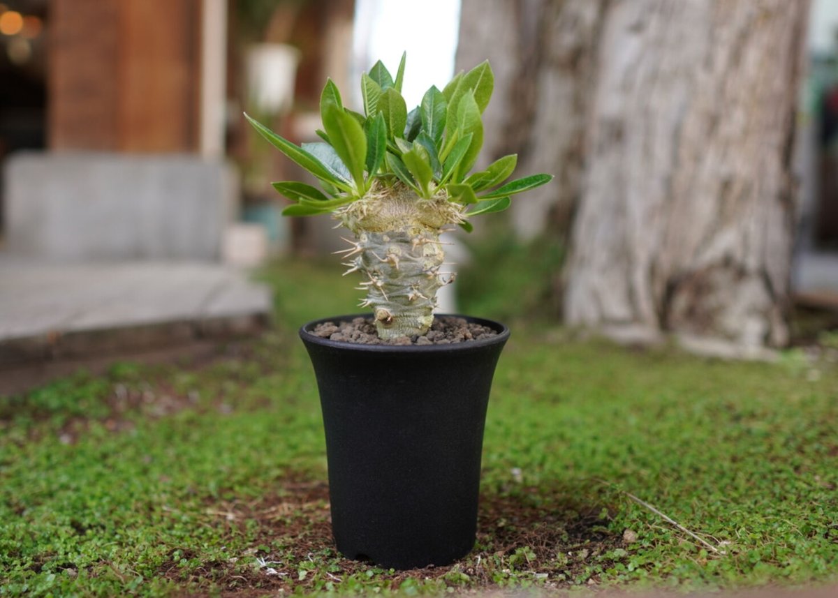 パキポディウム 恵比寿笑い接木 Pachypodium brevicaule | mana's
