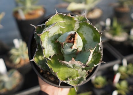agave titanota ブラック＆ブルー　No.8