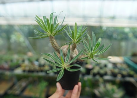 パキポディウム　グラキリス　 Pachypodium Gracilius  No.1