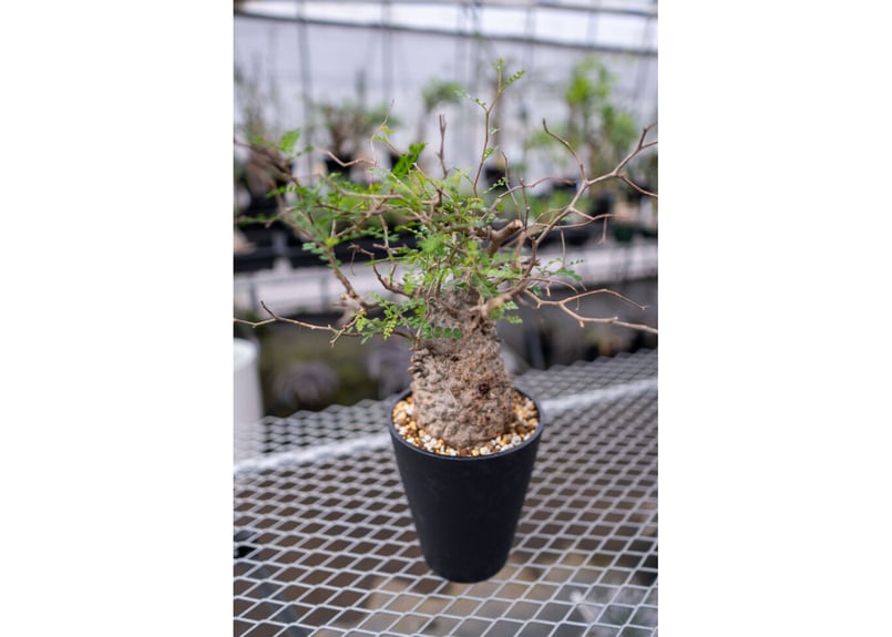 オペルクリカリア パキプス No.4 | mana's farm:塊根植物・アガベ