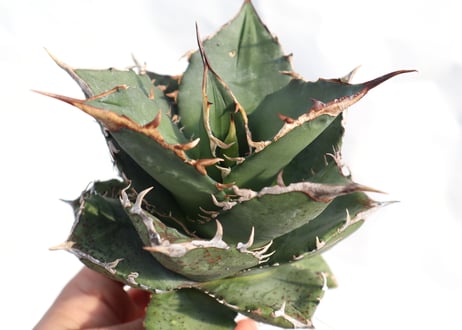 Agave titanota FO-76 dwarf  compacta  no.3