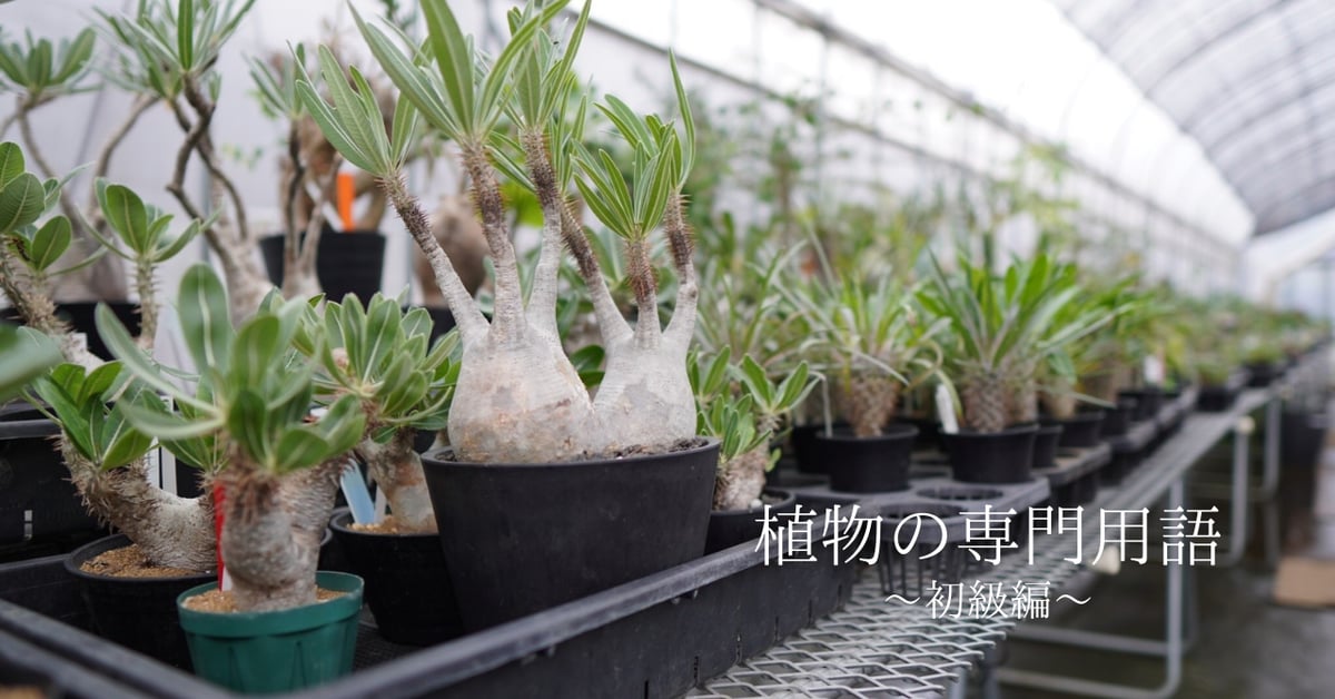 気になる！植物の専門用語～初級編～ | mana's farm:塊根植物・アガベ