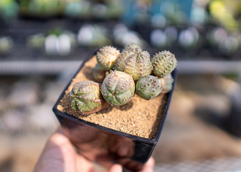 ユーフォルビア オベサブロウ | mana's farm:塊根植物・アガベ・ドライ