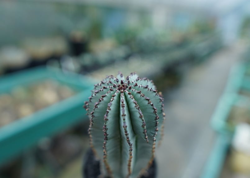 ユーフォルビア ポリゴナ スノーフレーク 実生 ホリダ 3寸