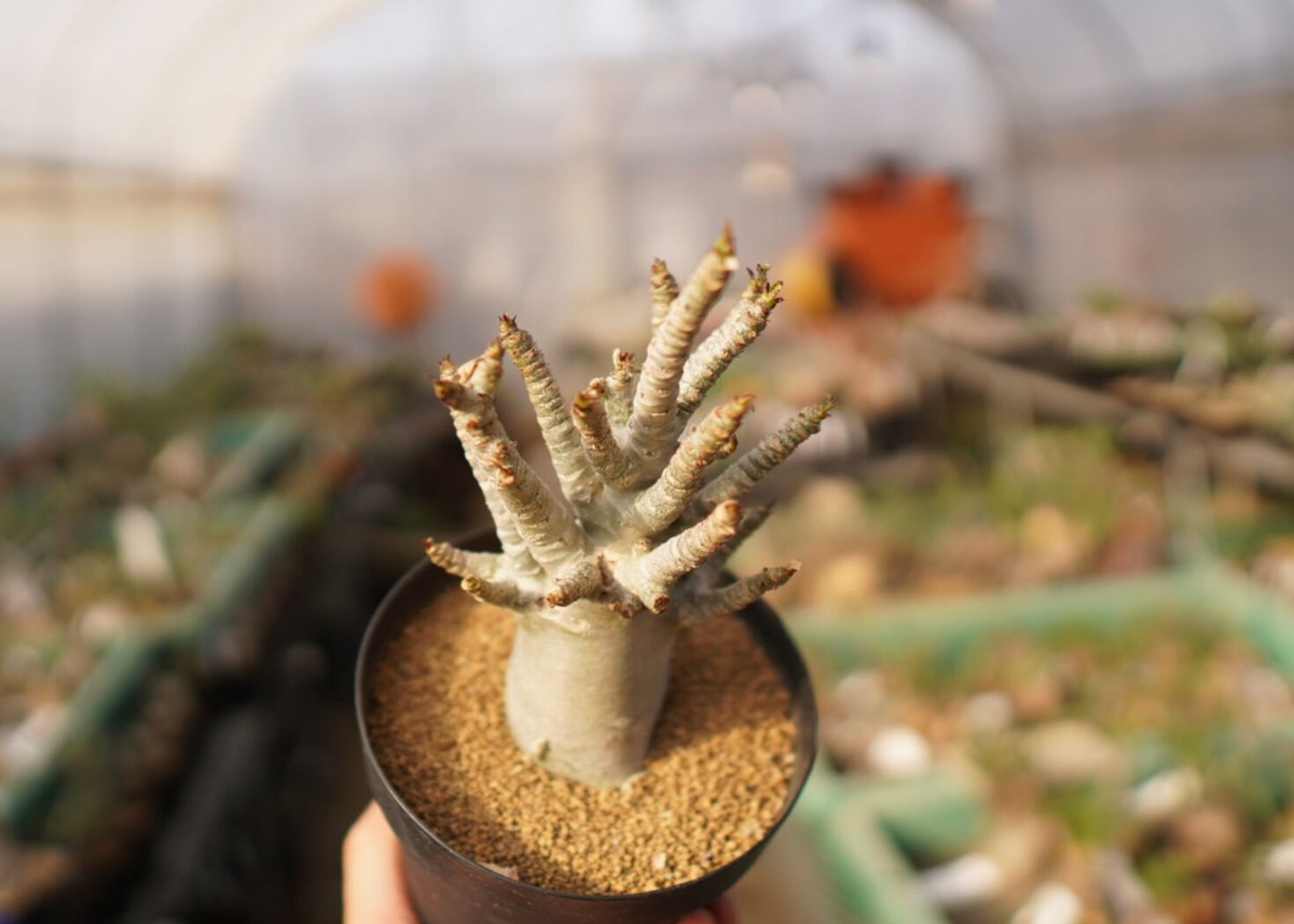 アデニウム アラビカム NO.6 | mana's farm:塊根植物・アガベ・ドライ