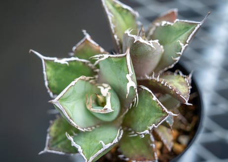 アガベ　チタノタ　FO-76　Agave titanota ”FO-76"
