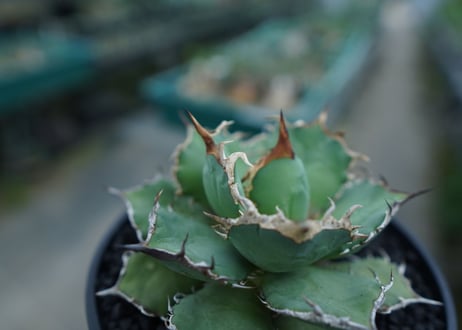 アガベ　チタノタ　烈焔 Agave titanota "烈焔"　No.3