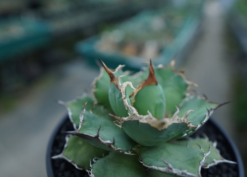 アガベ チタノタ 烈焔 Agave titanota 