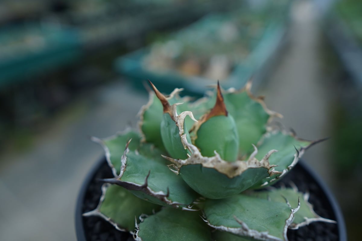 アガベ チタノタ 烈焔 Agave titanota アガベ チタノタ 烈焔 Agave titanota