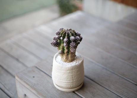 サボテンフォルモーサ　Echinopsis subdenudata