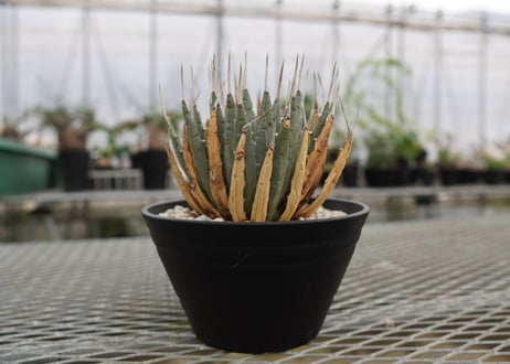 アガベ　ユタエンシス　Agave uthaensis　NO.4