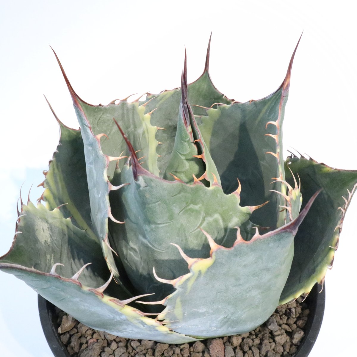 fit=scale-down,w=1200 fit=scale-down,w=1200