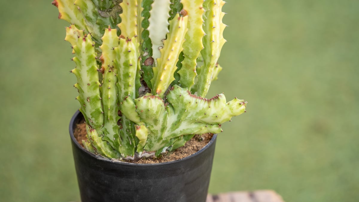 ユーフォルビア ラクテア (30年物） ラクテア 黄色斑入り 綴化 H20w22 ユーフォルビア 送料無料