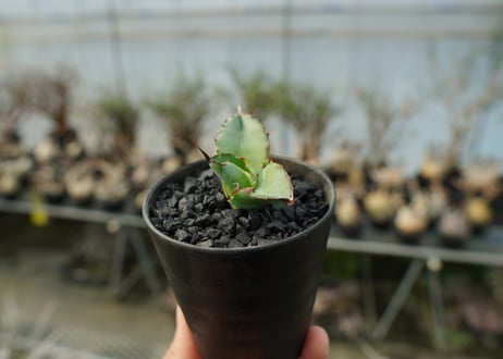 アガベ　チタノタ　 ブラックアンドブルー 　Agave titanota black and blue　No.1