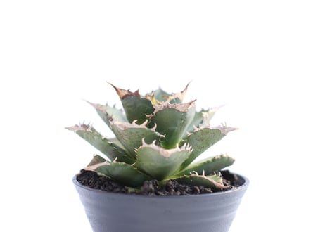 Agave titanota FO-76  compacta  no.７