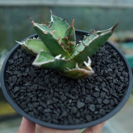 アガベ チタノタ ノーネームの魅力 | mana's farm:塊根植物