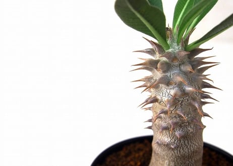 パキポディウム デンシフローラム シバ女王の玉櫛　Pachypodium densiflorum