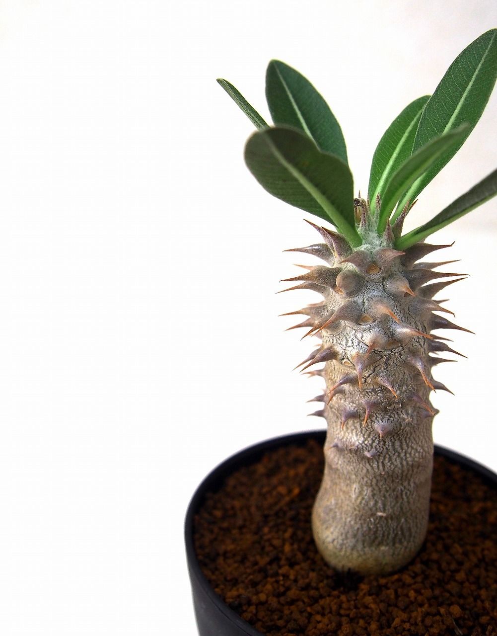 パキポディウム デンシフローラム シバ女王の玉櫛 Pachypodium