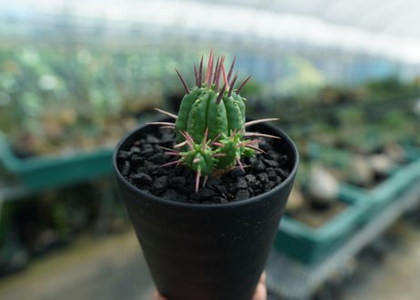 ユーフォルビア　フェロックス　Euphorbia ferox  No.1