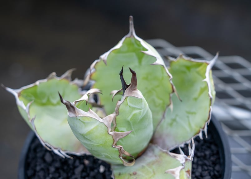 アガベ チタノタ ブラックアンドブルー Agave titanota black