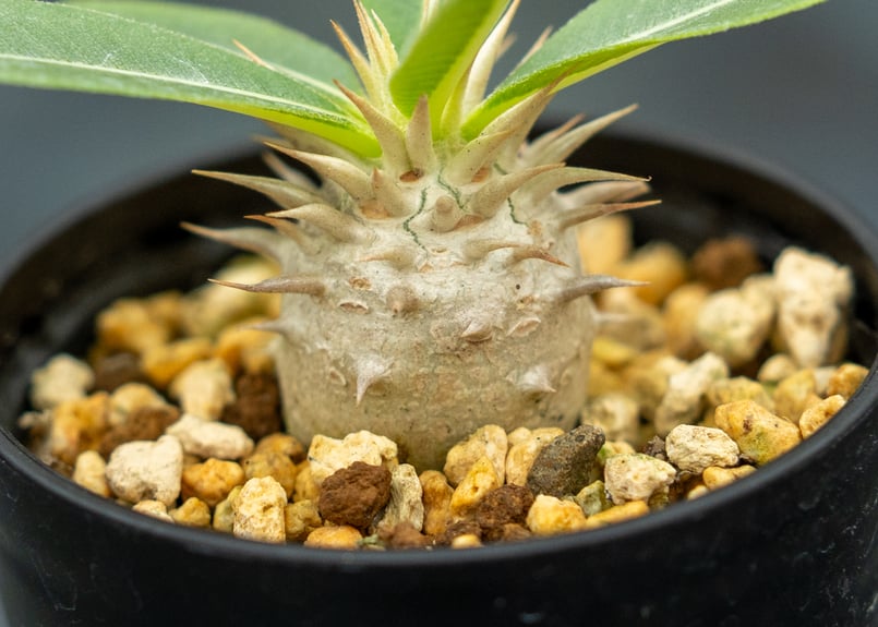 パキポディウム レウコキサンツム | mana's farm:塊根植物・アガベ