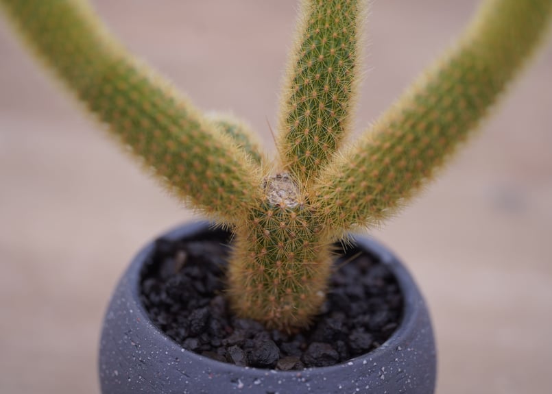 サボテン 金毛柱 Pilosocereusleucocephalus | mana's far