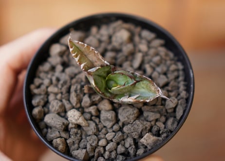 Agave titanota black＆blue 子株 No.1